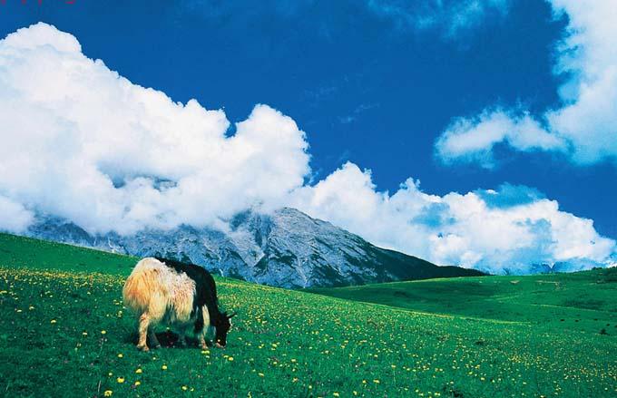 说明: http://sw.lijiangtour.com/u/cms/sw/201501/04165132ytzz.jpg